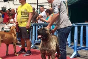 Concurso Nacional Canino de Dogo Presa Canario en Telde (Foto TA)