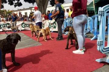 Concurso Nacional Canino de Dogo Presa Canario en Telde (Foto TA)