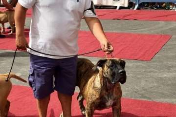 Concurso Nacional Canino de Dogo Presa Canario en Telde (Foto TA)