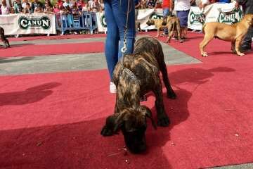 Concurso Nacional Canino de Dogo Presa Canario en Telde (Foto TA)