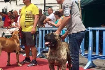 Concurso Nacional Canino de Dogo Presa Canario en Telde (Foto TA)