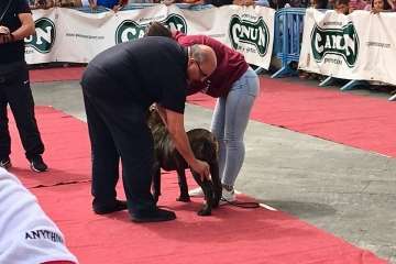 Concurso Nacional Canino de Dogo Presa Canario en Telde (Foto TA)