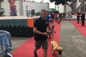 Concurso Nacional Canino de Dogo Presa Canario en Telde (Foto TA)