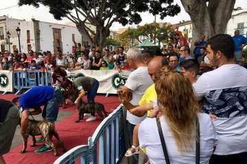 Concurso Nacional Canino de Dogo Presa Canario en Telde (Foto TA)