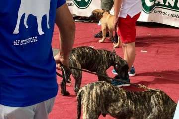 Concurso Nacional Canino de Dogo Presa Canario en Telde (Foto TA)