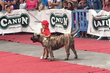 Concurso Nacional Canino de Dogo Presa Canario en Telde (Foto TA)