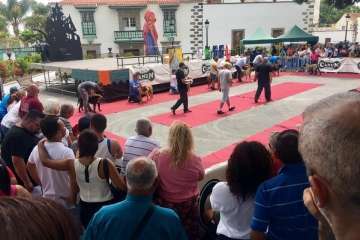 Concurso Nacional Canino de Dogo Presa Canario en Telde (Foto TA)
