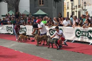 Concurso Nacional Canino de Dogo Presa Canario en Telde (Foto TA)