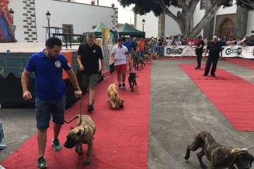 Concurso Nacional Canino de Dogo Presa Canario en Telde (Foto TA)