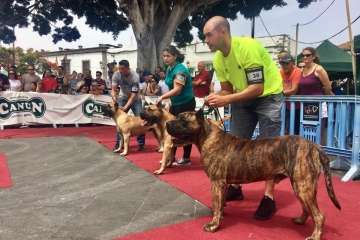Concurso Nacional Canino de Dogo Presa Canario en Telde (Foto TA)