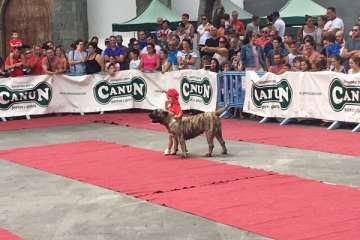 Concurso Nacional Canino de Dogo Presa Canario en Telde (Foto TA)