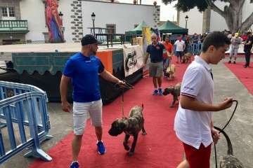 Concurso Nacional Canino de Dogo Presa Canario en Telde (Foto TA)