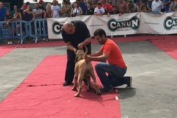 Concurso Nacional Canino de Dogo Presa Canario en Telde (Foto TA)