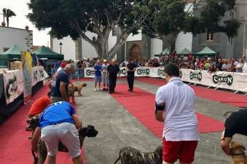 Concurso Nacional Canino de Dogo Presa Canario en Telde (Foto TA)