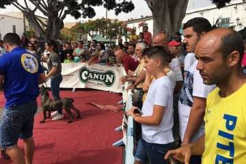 Concurso Nacional Canino de Dogo Presa Canario en Telde (Foto TA)