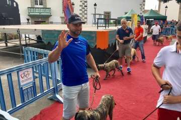 Concurso Nacional Canino de Dogo Presa Canario en Telde (Foto TA)