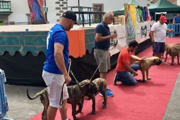 Concurso Nacional Canino de Dogo Presa Canario en Telde (Foto TA)