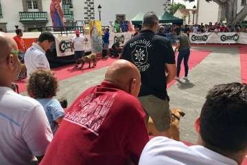 Concurso Nacional Canino de Dogo Presa Canario en Telde (Foto TA)