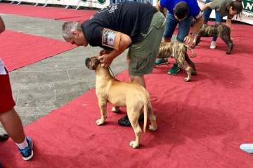 Concurso Nacional Canino de Dogo Presa Canario en Telde (Foto TA)