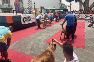 Concurso Nacional Canino de Dogo Presa Canario en Telde (Foto TA)