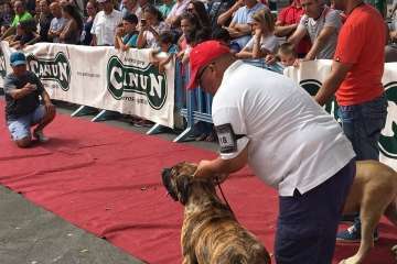 Concurso Nacional Canino de Dogo Presa Canario en Telde (Foto TA)