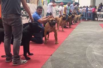 Concurso Nacional Canino de Dogo Presa Canario en Telde (Foto TA)