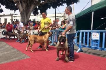 Concurso Nacional Canino de Dogo Presa Canario en Telde (Foto TA)