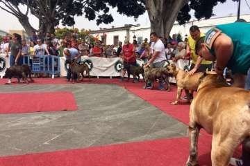 Concurso Nacional Canino de Dogo Presa Canario en Telde (Foto TA)