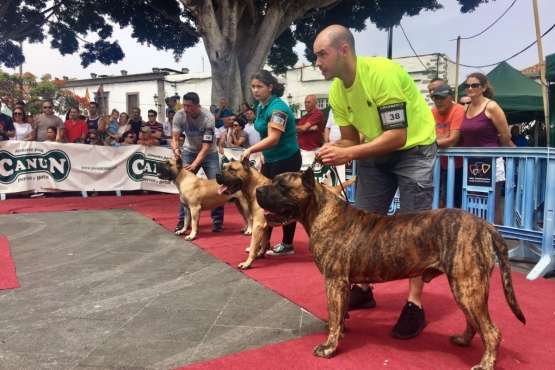 Concurso Nacional Canino de Dogo Presa Canario en Telde (Foto TA)
