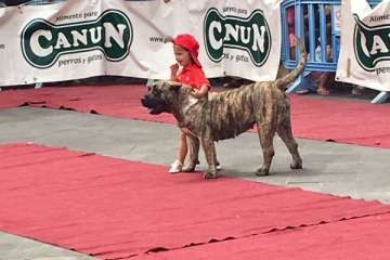 Concurso Nacional Canino de Dogo Presa Canario en Telde (Foto TA)