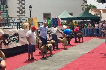 Concurso Nacional Canino de Dogo Presa Canario en Telde (Foto TA)