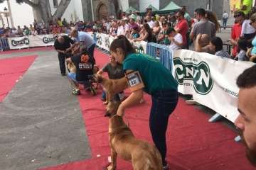 Concurso Nacional Canino de Dogo Presa Canario en Telde (Foto TA)