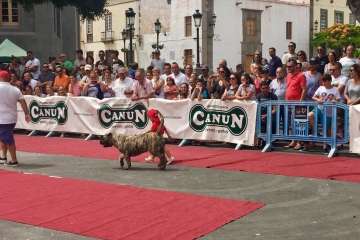 Concurso Nacional Canino de Dogo Presa Canario en Telde (Foto TA)