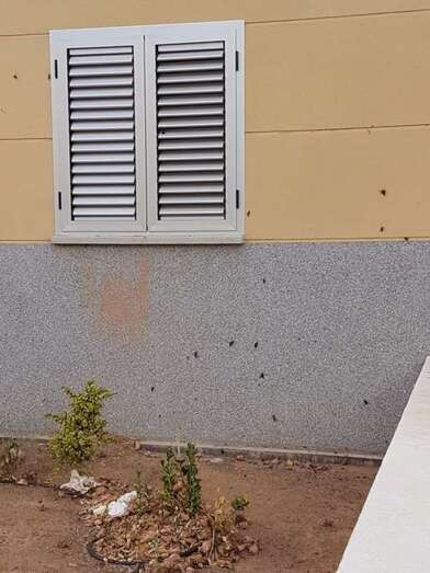 Cucarachas en las paredes del inmueble (Foto TA)