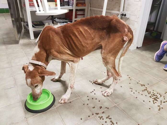 Uno de los podencos residentes (Foto TA)