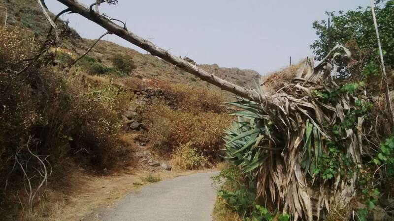 En ocasiones los vecinos se han quedado aislados por la caída de troncos (Foto TA)