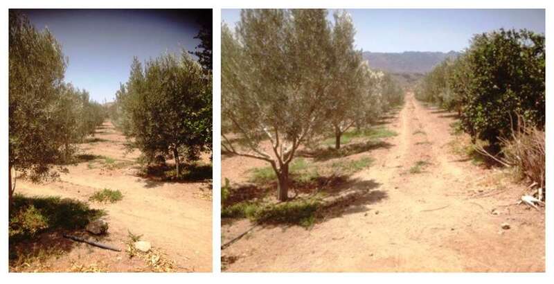 Finca de olivos en Las Longueras (Foto TA)