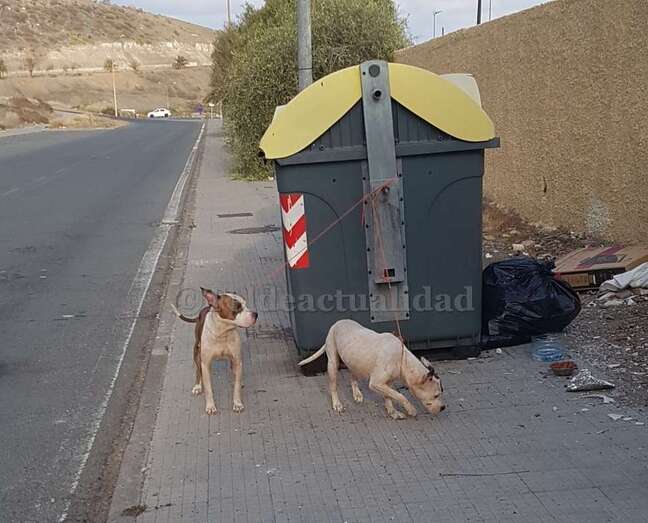 Los dos perros amarrados a un contenedor de basura (Foto TA)
