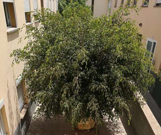 Imagen del árbol ubicado en el patio interior de los edificios y cuyas raíces amenazan la integridad del residencial (Foto TA)