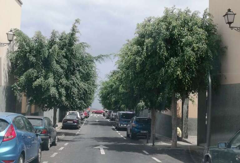 Los trabajos de poda previstos no se han llevado a cabo aún (Foto TA)