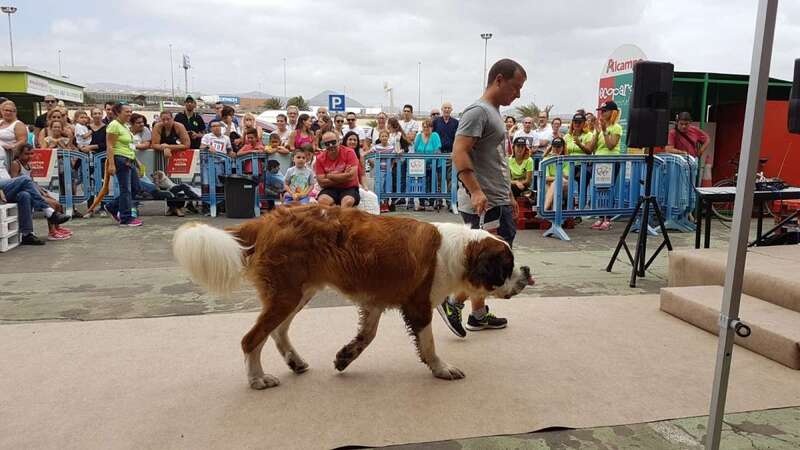 Imagen de un perro con su dueño en el desfile canino del pasado sábado en Telde (Foto TA(