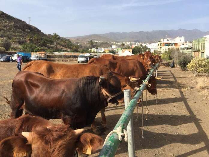 Feria de ganado en el Valle de los Nueve Alto (Foto TA)