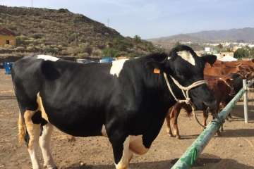 Feria y desfile del ganado, misa y procesión religiosa (Foto Francisco Javier Santana-TA)