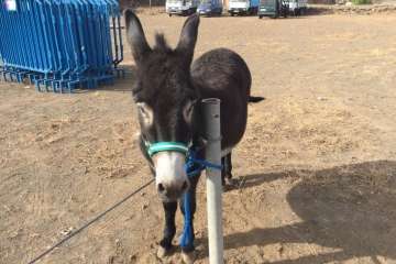 Feria y desfile del ganado, misa y procesión religiosa (Foto Francisco Javier Santana-TA)