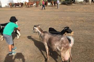 Feria y desfile del ganado, misa y procesión religiosa (Foto Francisco Javier Santana-TA)