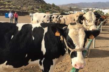 Feria y desfile del ganado, misa y procesión religiosa (Foto Francisco Javier Santana-TA)