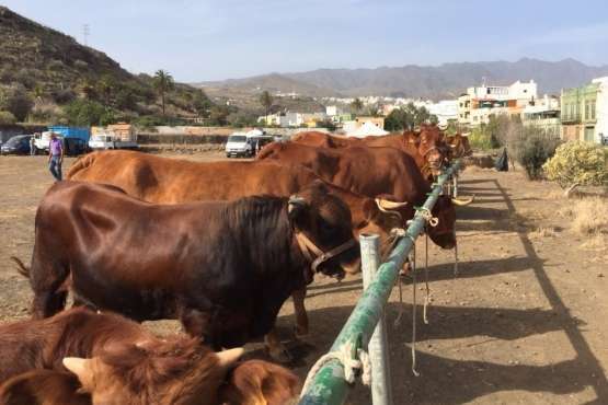 Feria y desfile del ganado, misa y procesión religiosa (Foto Francisco Javier Santana-TA)