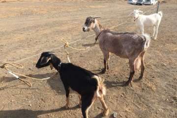 Feria y desfile del ganado, misa y procesión religiosa (Foto Francisco Javier Santana-TA)