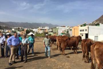 Feria y desfile del ganado, misa y procesión religiosa (Foto Francisco Javier Santana-TA)