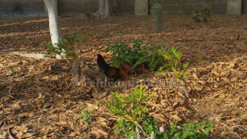 El canto de los gallos molesta  a los vecinos que habitan en viviendas próximas al parque (Foto TA)